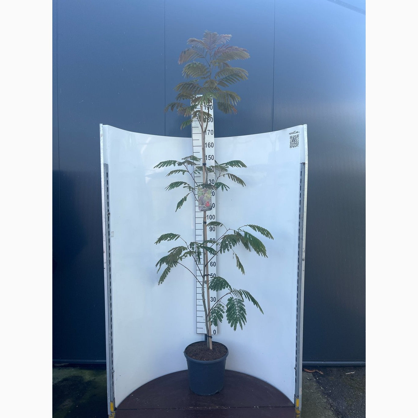 Silkesträd – Albizia julibr. 'Evey's Pride' - C20 175-200 CM